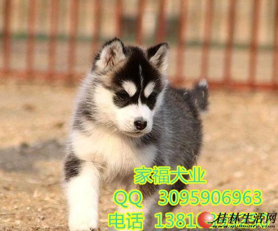 ���ѻ�˫���۹�ʿ�� �����������ֹ�ʿ����Ȯ ������