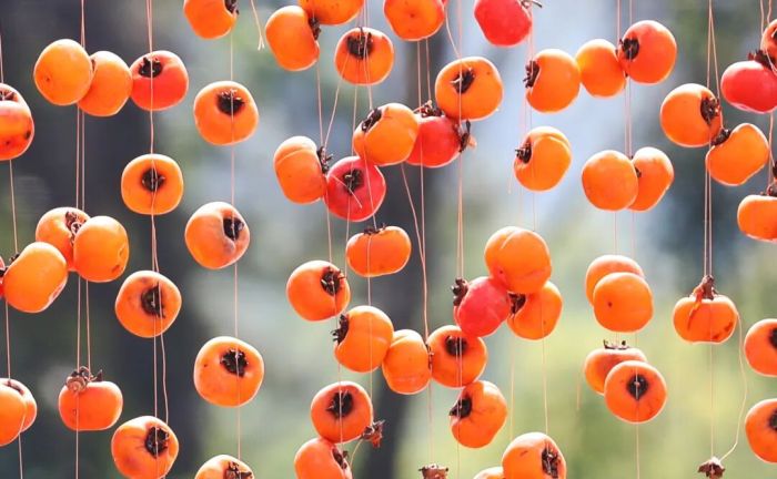 恭城的柿子就要红了。 通讯员 韦荣军 摄.JPG