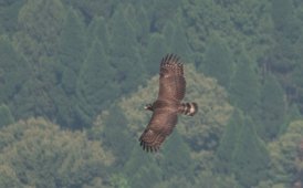 大王巡山：尧山白云观蛇雕
