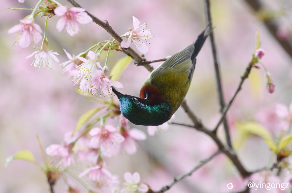 DSC_2831_副本.jpg