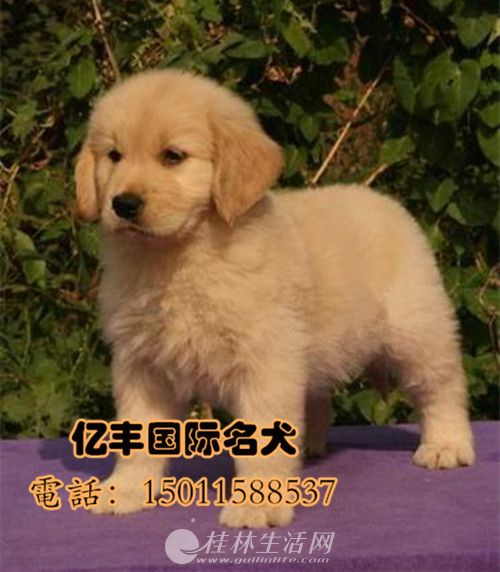 ���۴��ֽ�ë ���ֽ�ë������