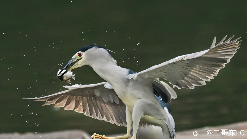 夜师傅干饭 (2).jpg