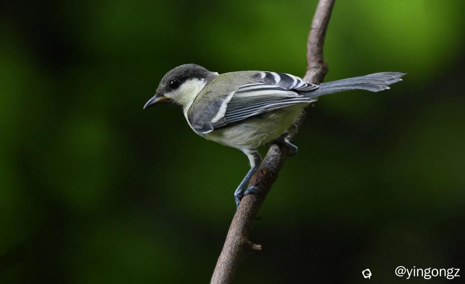 DSC_2871_副本-1.jpg