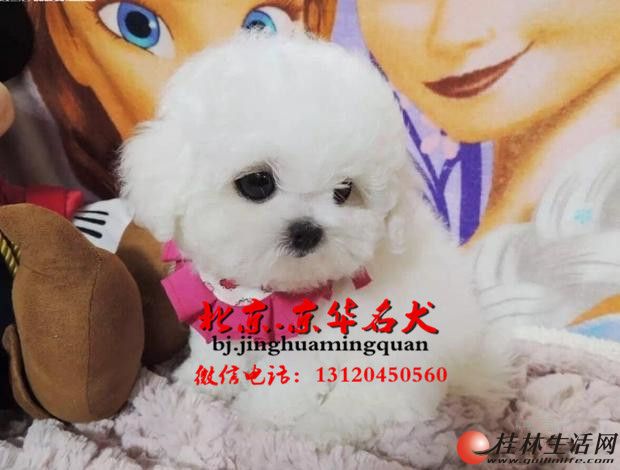 Բ�������ܡ���ë���޻��Ǳ��ܳ��ۡ���ӭ���ſ���