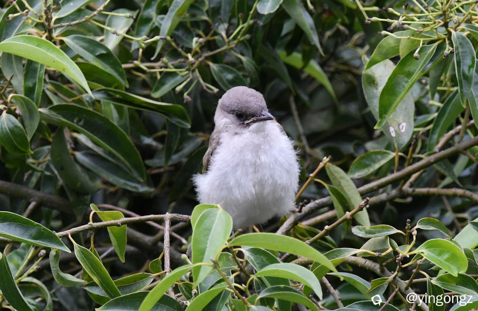DSC_8528_副本.jpg