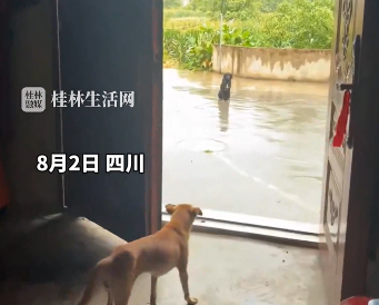 小黑:亲爱的，你看到我的真心了吗?狗狗雨中等好朋狗不愿离去，网友:确实搞笑，黄黄都有男朋友，你却没有