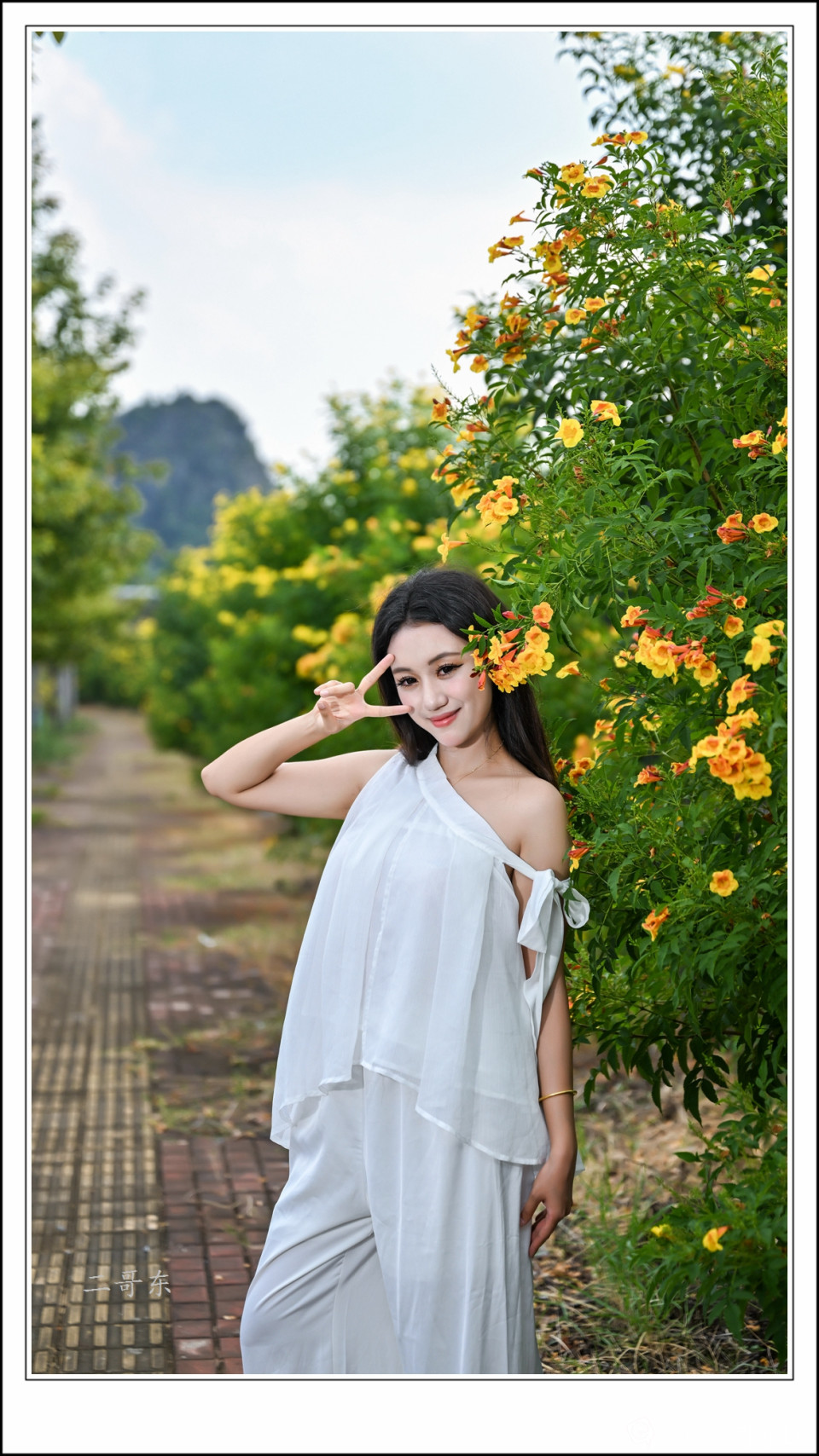 黄槐决明 (18).jpg