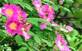 偶遇野蔷薇开花