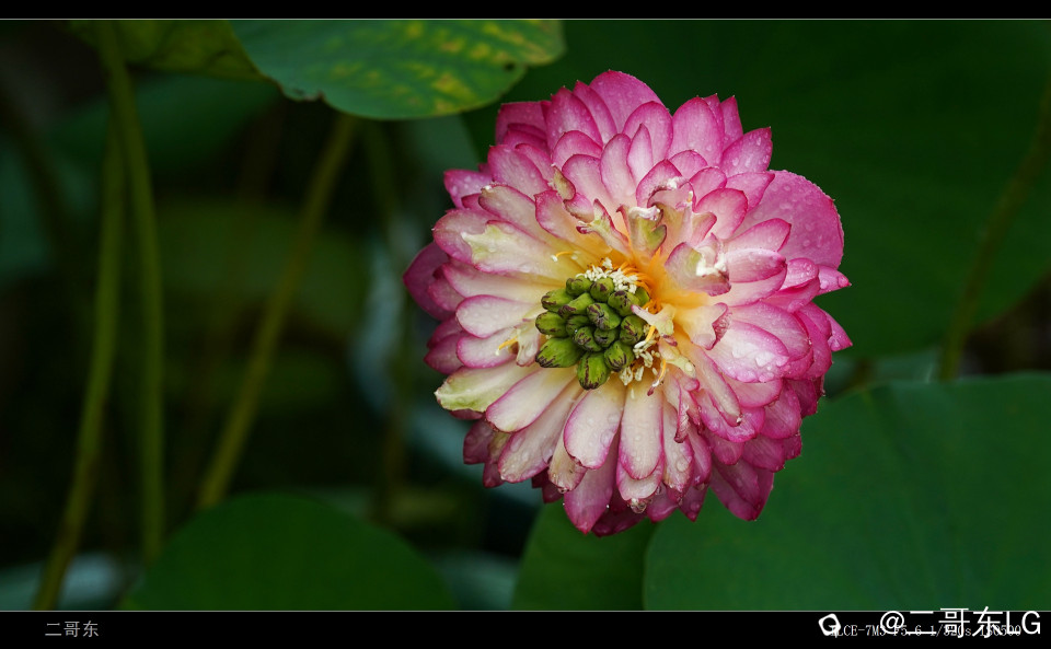 雨中荷 (11).jpg