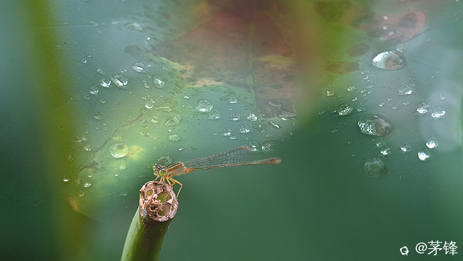 2-DSCF8036.jpg