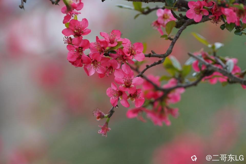 贴梗海棠 (26).jpg