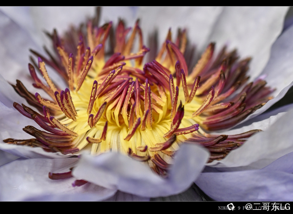 精品莲花 (33).jpg