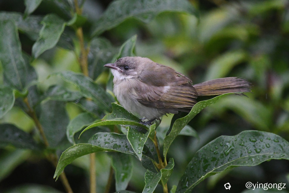 DSC_7382_副本.jpg