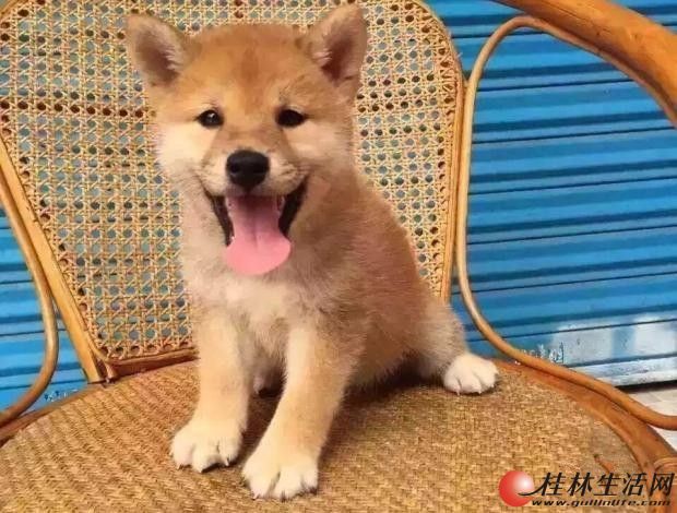 ���ֲ�Ȯ�۸� ������������Ȯ�� ��Ȯ������ ��������Ȯҵֱ��