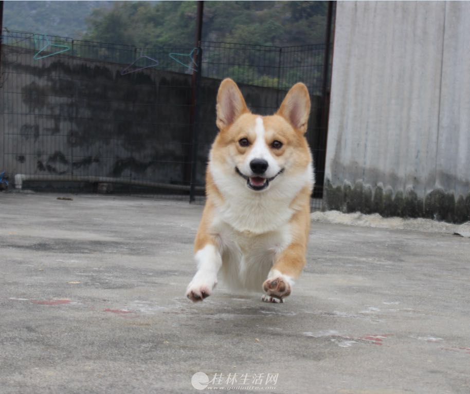 ��Ʒ��˫Ѫͳ�»��ֹ��������