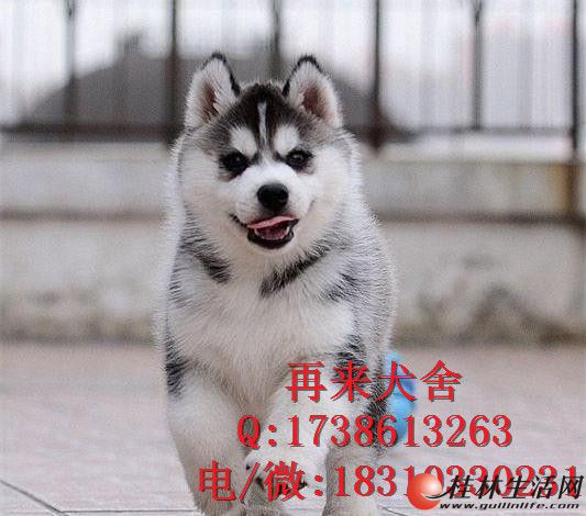 	 �������۹�ʿ����� �ڰ�ɫ �Ұ�ɫ��ֻ����ѡ ��ӭѡ��