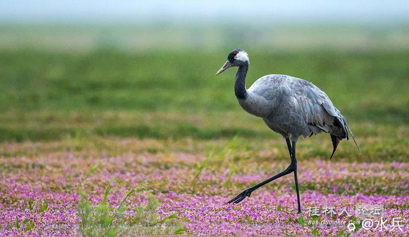 灰鹤62921_副本.jpg