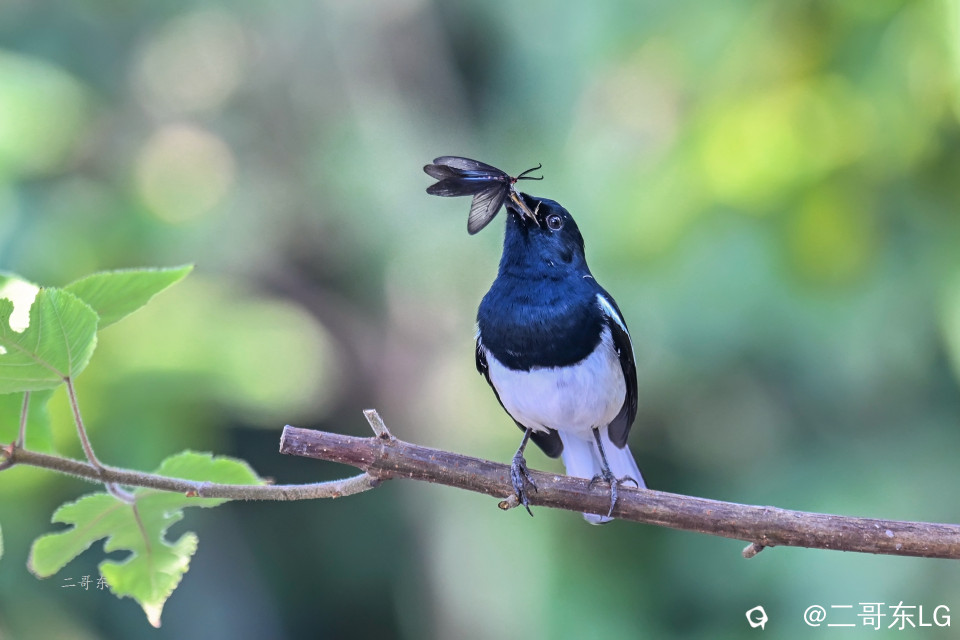 飞蛾扑嘴 (5).jpg