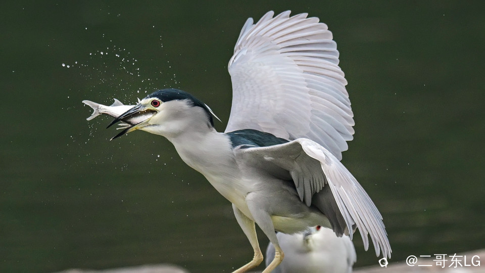 夜师傅干饭 (8).jpg