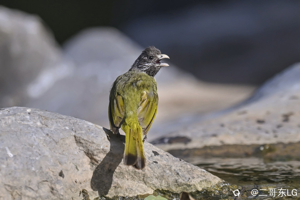 -领雀嘴鹎 (6).jpg