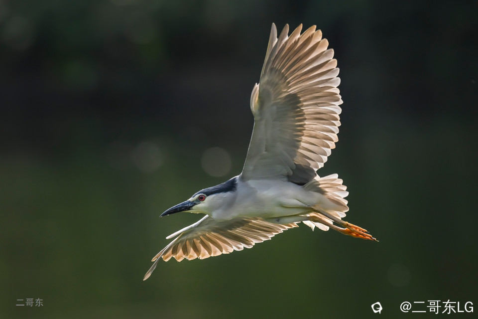 飞鹭 (2).jpg