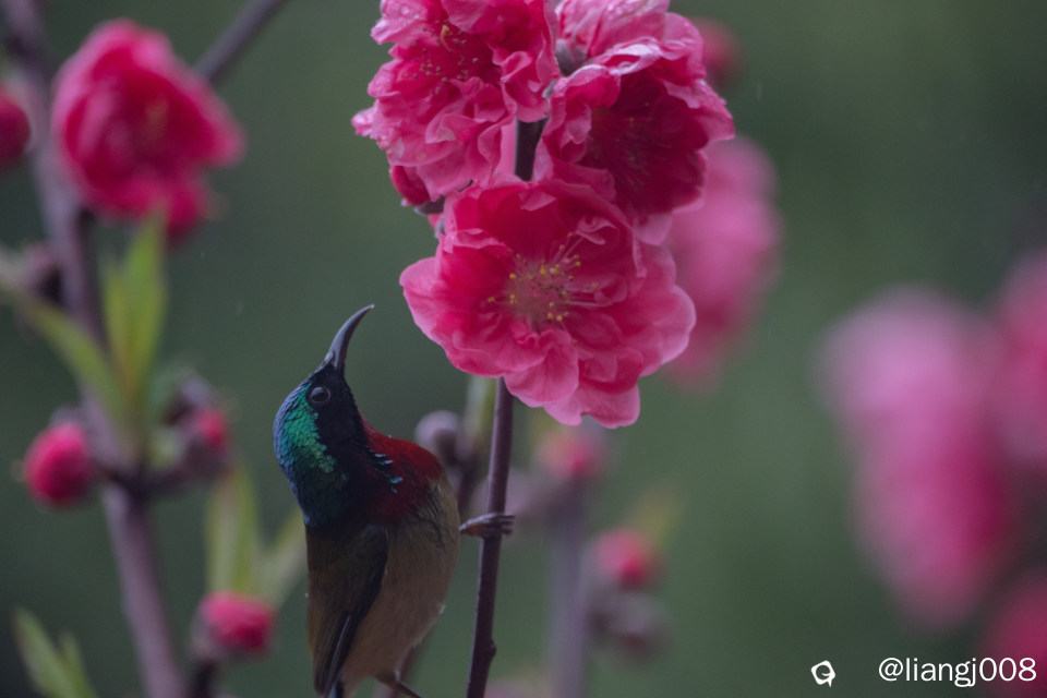 DSC07500_副本.jpg