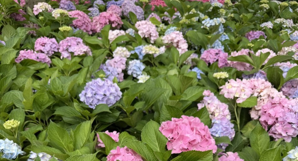 我的三月三集景