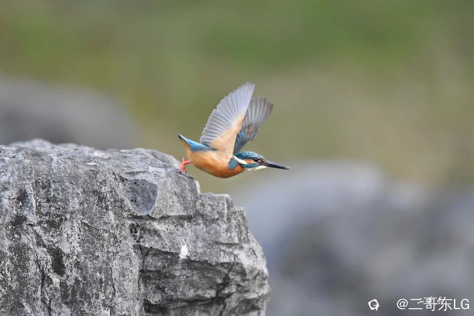 小翠起飞瞬间连拍 (7).jpg
