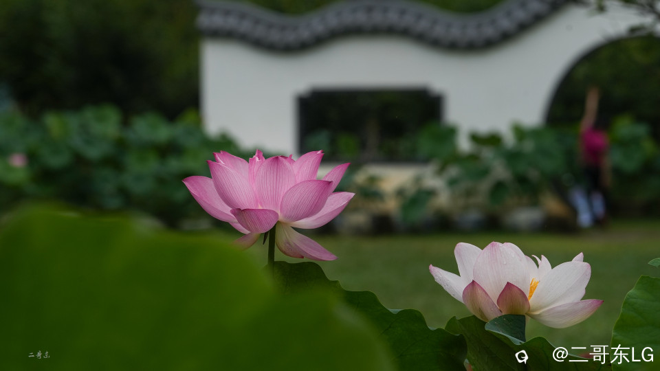 荷花 (1).jpg