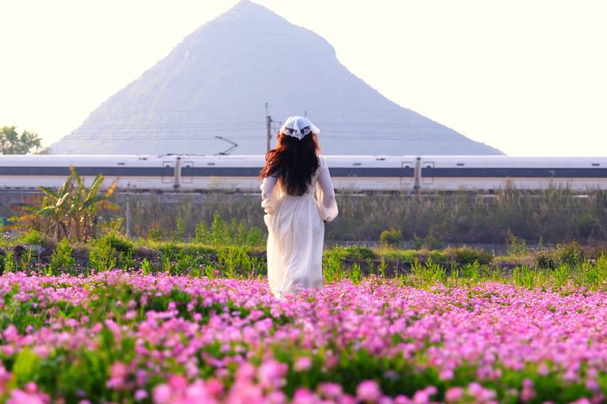 紫云英花海与动车同框