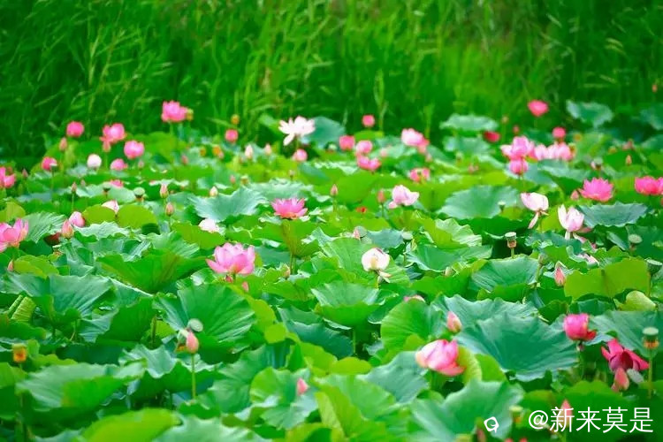 u=1556176823,414605037&fm=253&fmt=auto&app=138&f=JPEG.webp.jpg