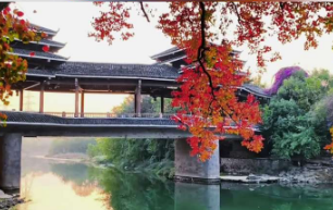 桂林桃花江乌桕树成新晋网红打卡地