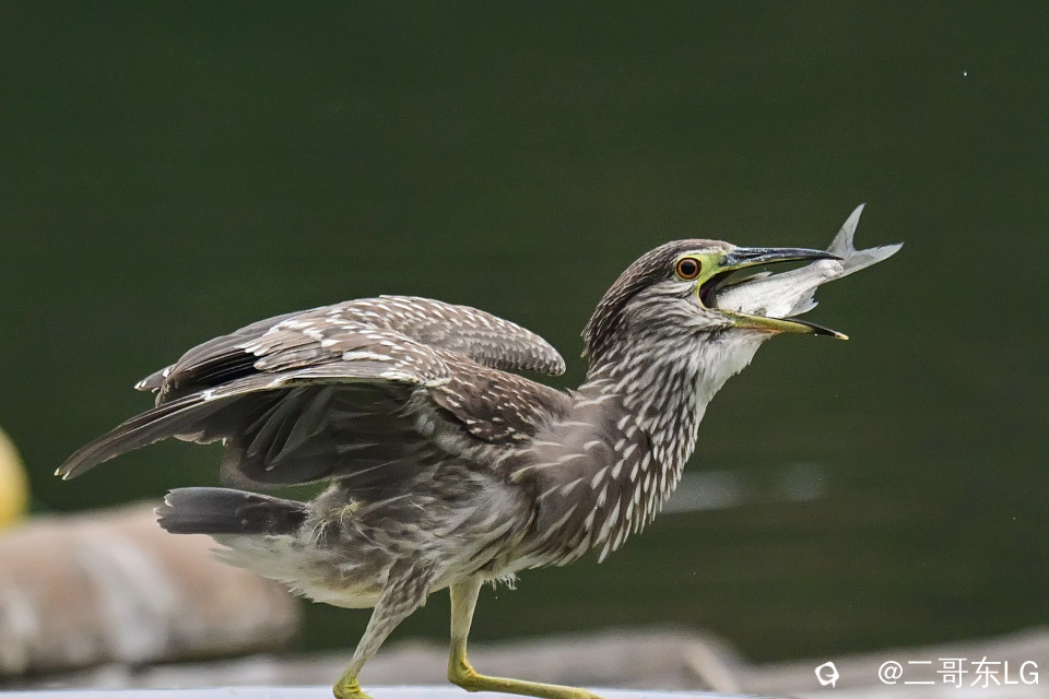 绿鹭干饭 (15).jpg