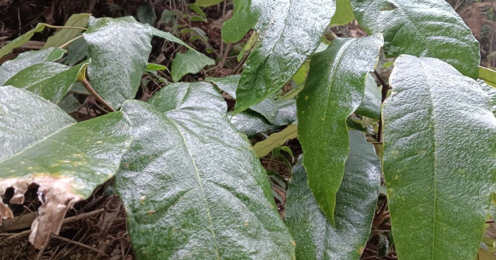 寒潮来袭，恭城高寒山区已经现雪