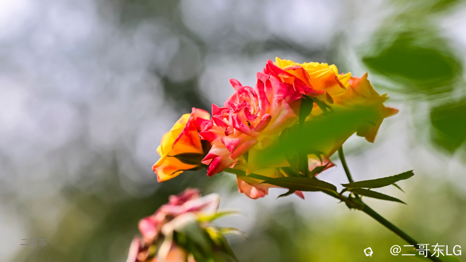 虞山月季花 (11).jpg