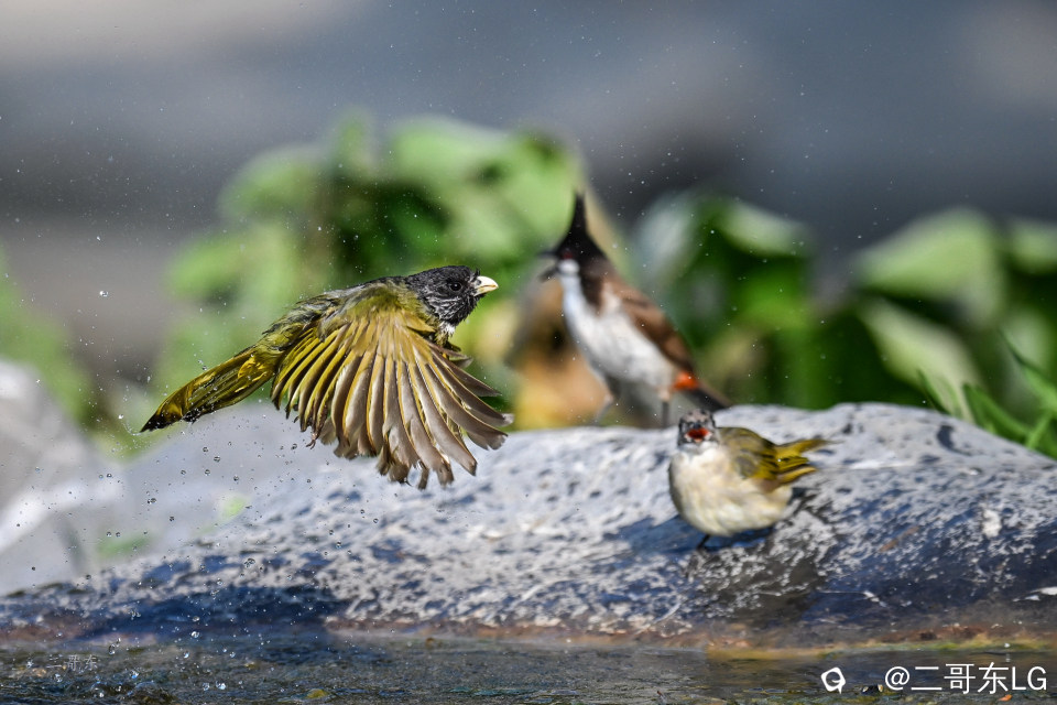 领雀嘴鹎--贵妃出浴 (8).jpg