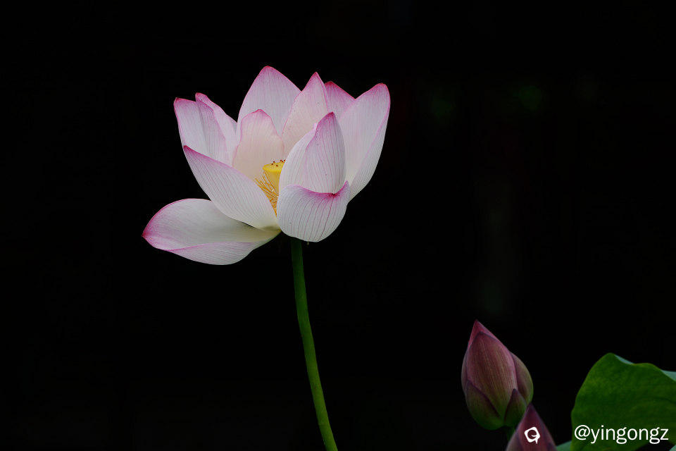 DSC_5931_副本.jpg