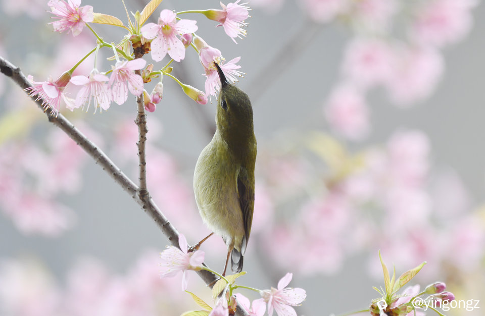 DSC_2866_副本.jpg