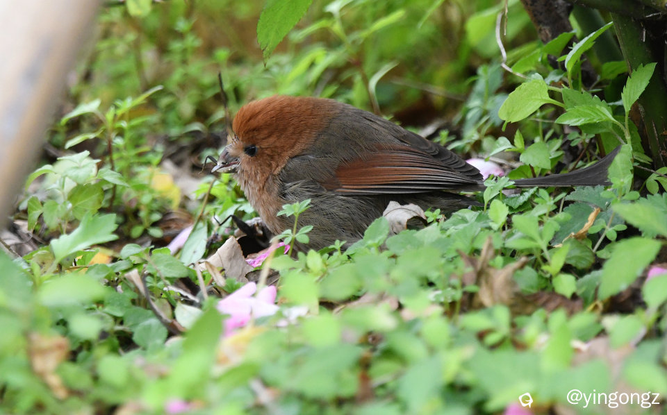 DSC_3345_副本.jpg