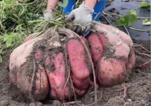 好一個(gè)天選種菜人！桂林女子種出“巨型”紅薯！網(wǎng)友：挖一個(gè)月夠吃倆月