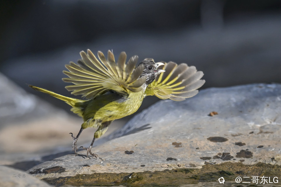 -领雀嘴鹎 (7).jpg