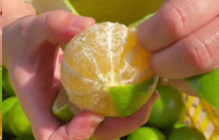 “怎么看起来酸，吃起来纯甜啊”！浙江女子第一次吃皇帝柑被惊艳到！网友：你猜它为什么叫皇帝柑
