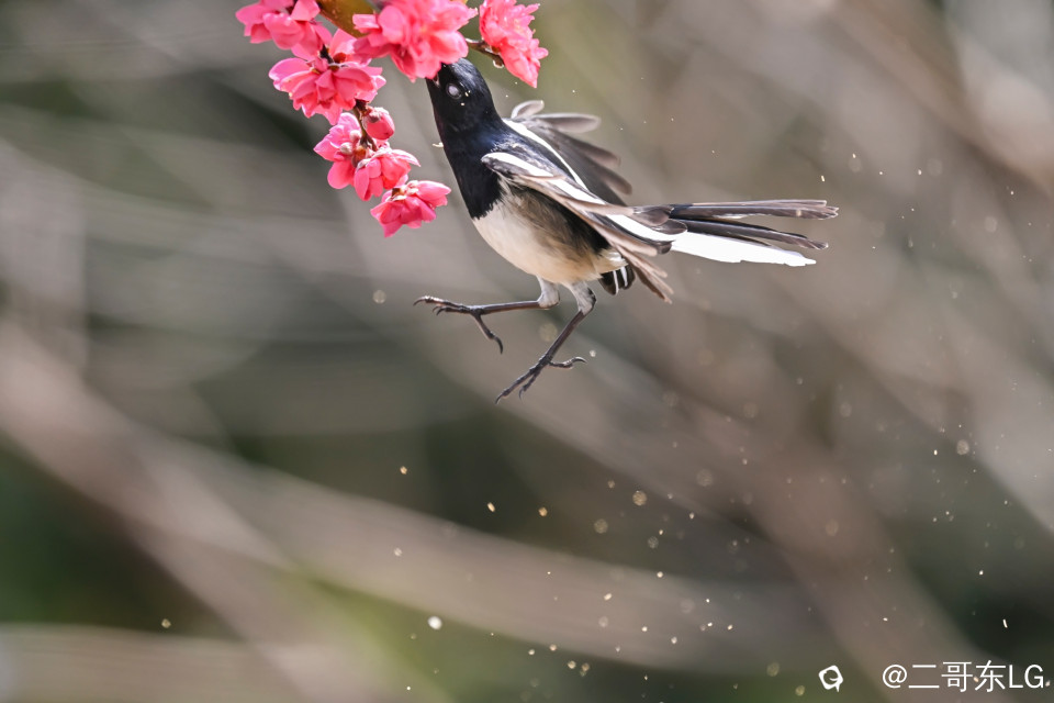 鹊鴝戏桃花 (8).jpg
