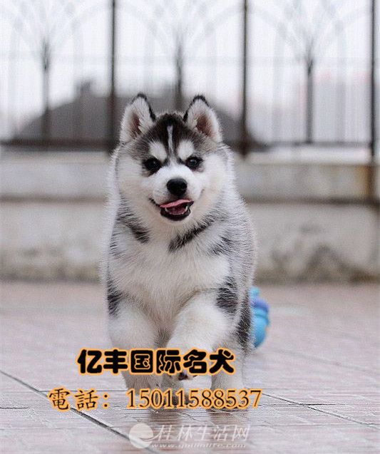 ���۴��ֹ�ʿ�� ���ֹ�ʿ��۸� �����ֱ�����