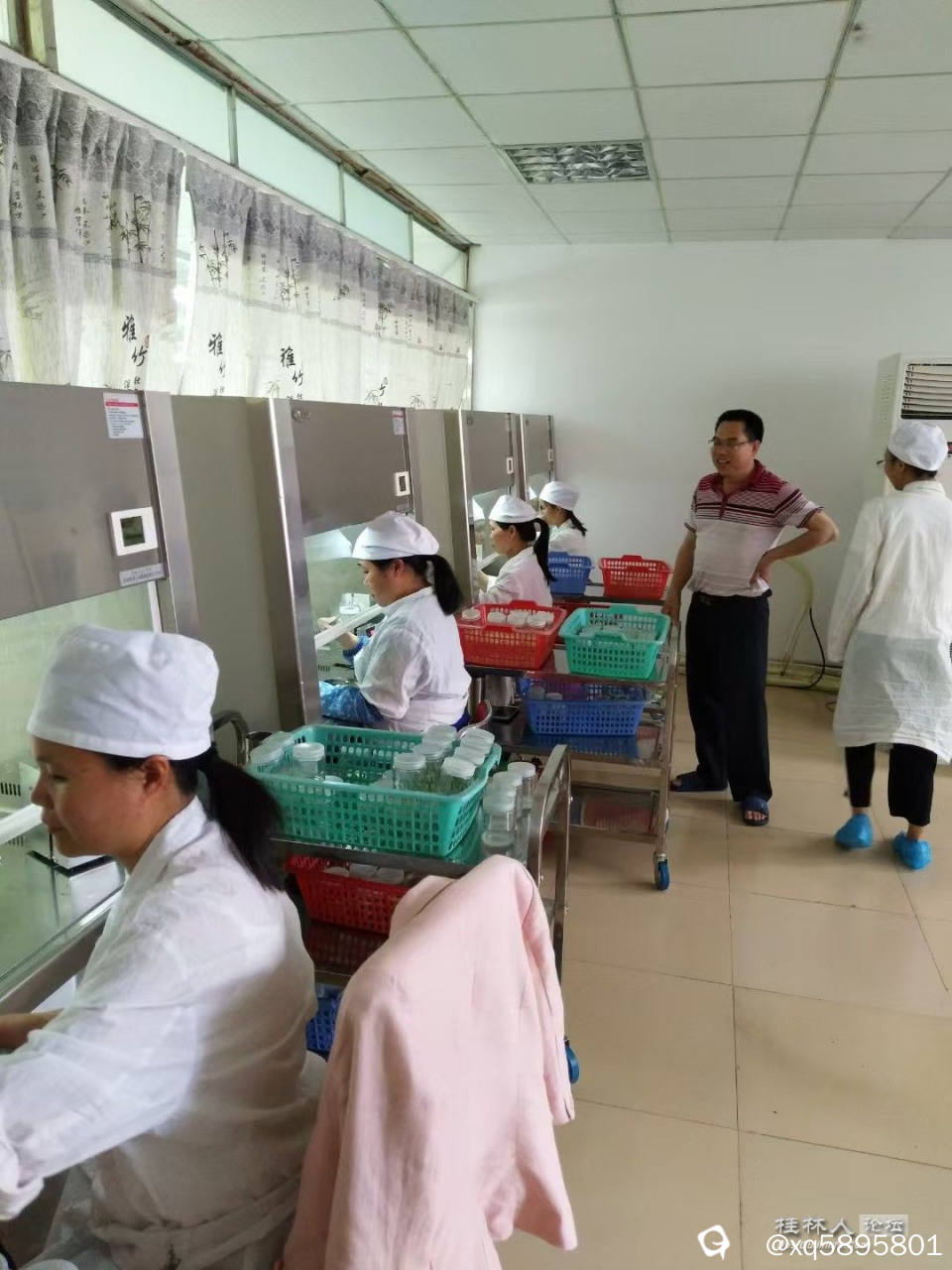 伯林公司组培苗车间