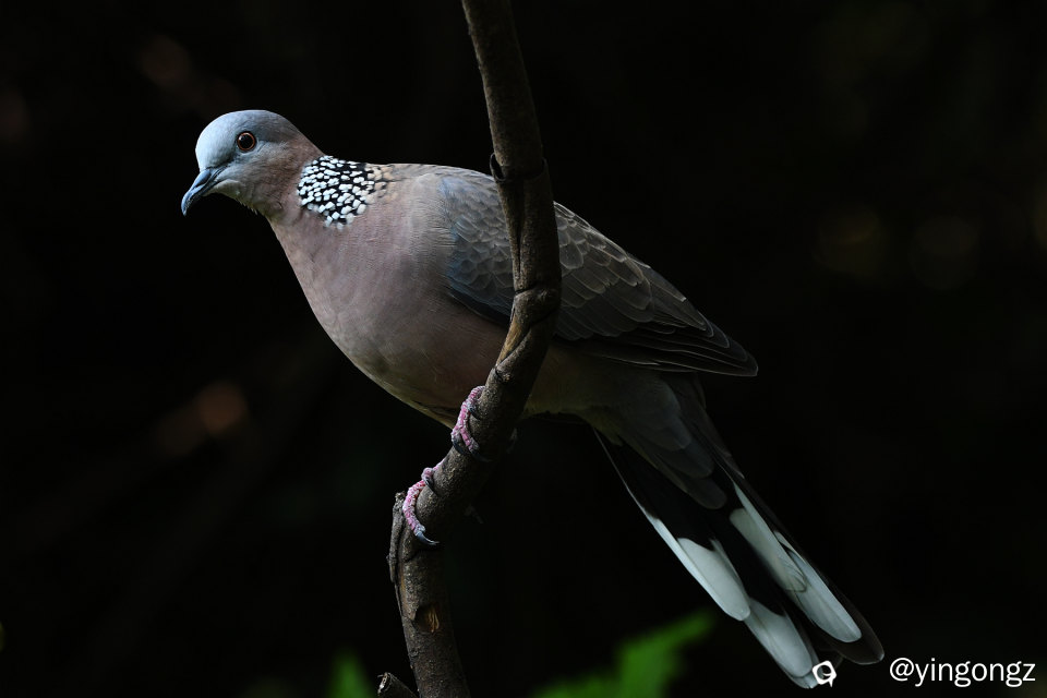DSC_0944_副本.jpg