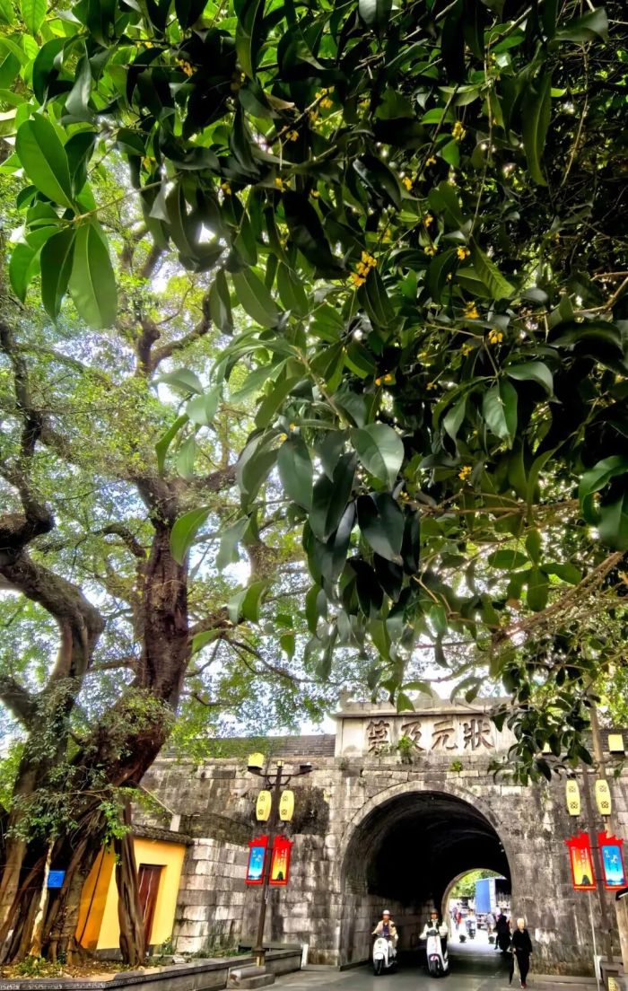 桂林的桂花开了。李腾钊 摄.jpeg