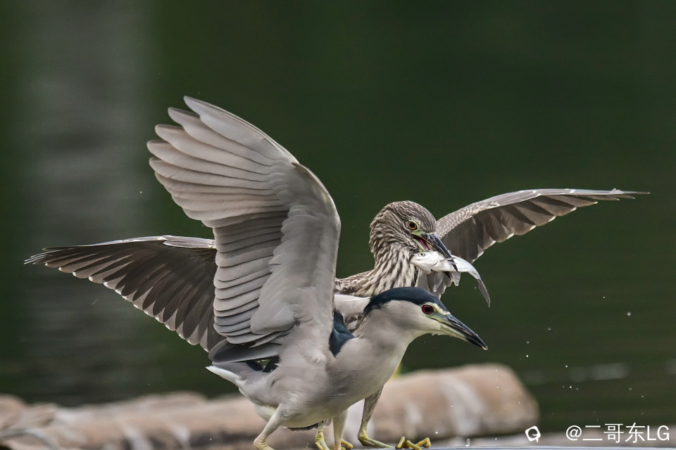 绿鹭干饭 (1).jpg