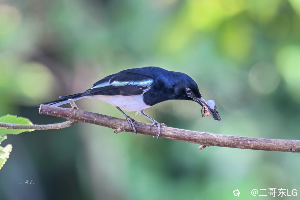 飞蛾扑嘴 (11).jpg