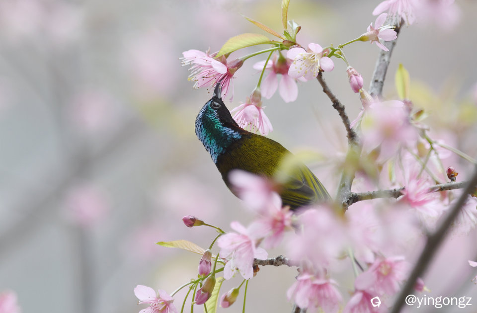 DSC_2947_副本.jpg